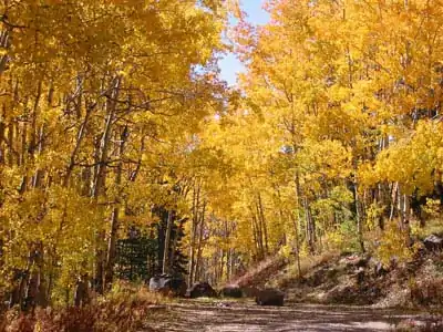 Autumn along the Grand Mesa Scenic Byway