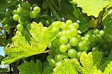 Grapes in Pálava region