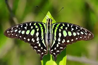 Dorsal view