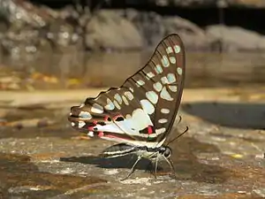 Ventral view