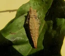 Pupa