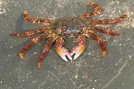 Grapsus albolineatus at Karwar, India