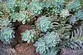 Graptosedum Ghosty, often confused with it’s parent Graptopetalum Paraguayense.