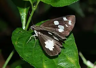 Dorsal view