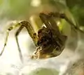 Agelenopsis in web built on grass, with prey