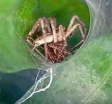 Grass spiders coupling in funnel web