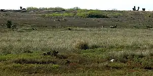 Grassland habitat on the road to Mezquital, Municipality of Matamoros, Tamaulipas, Mexico (March 2009)