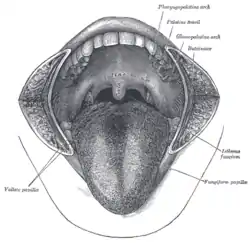 The mouth cavity. The cheeks have been slit transversely and the tongue pulled forward.