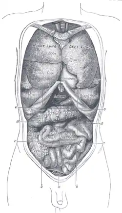 Front view of the thoracic and abdominal viscera.