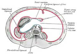 Horizontal disposition of the peritoneum in the upper part of the abdomen.