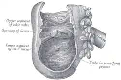 Interior of the cecum and the lower end of ascending colon, showing colic valve.