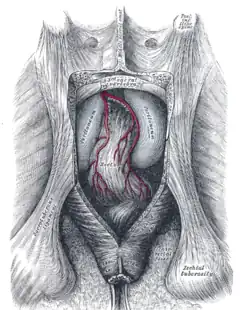 The posterior aspect of the rectum exposed by removing the lower part of the sacrum and the coccyx