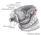 Tail end of human embryo; from eight and a half to nine weeks old