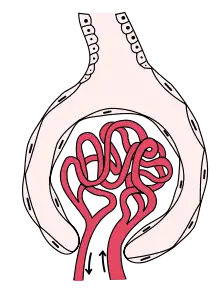 Image showing the main components of the renal corpusle. Glomerulus is red; Bowman's capsule is pink.