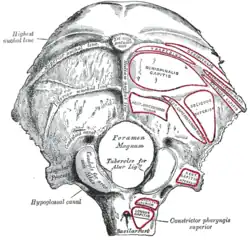 Occipital bone.