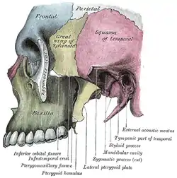 Side view of the skull. (Sphenozygomatic suture visible at center, between sphenoid bone, which is colored yellow in the diagram, and the zygomatic bone, which is colored in white.).