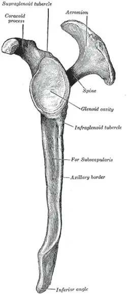 Left scapula. lateral view (spine labeled at upper right).