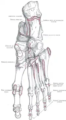 Bones of the right foot seen from below.