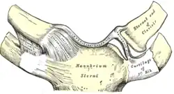 Sternoclavicular articulation. Anterior view.