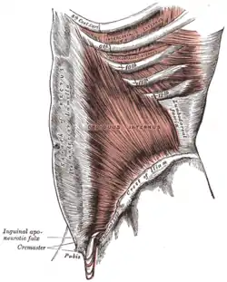 The Obliquus internus abdominis.