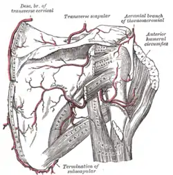 The scapular and circumflex arteries (posterior view)