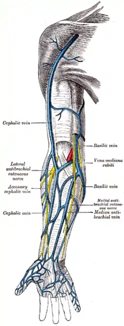 Superficial veins of the upper limb.