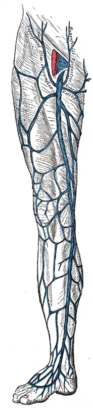 The great saphenous vein and its tributaries.