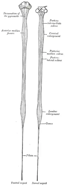 Diagrams of the medulla spinalis.