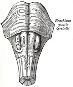 Medulla oblongata and pons. Anterior surface.