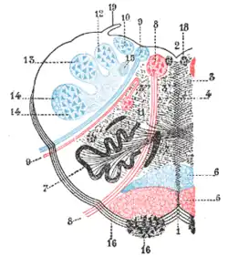 The reticular formation shown by a transverse section passing through the middle of the olive.