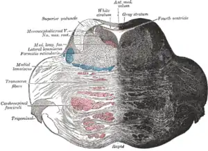 Axial section of the pons, at its dorsal (superior) part.