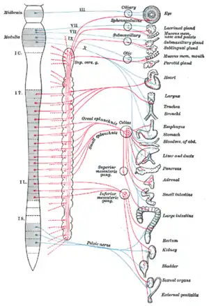 Autonomic nervous system overview.