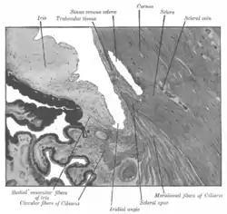 Enlarged general view of the iridial angle. (Labeled with older label of 'sinus venosus scleræ' at center top.)