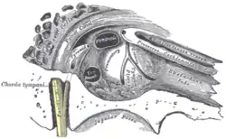 View of the inner wall of the eardrum (label is fen. oval. — black circle near top)