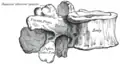 A lumbar vertebra seen from the side