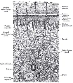 Diagrammatic sectional view of the skin.