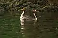 Great crested grebe courtship display at Hyde Park, London