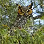 Great horned owl(Bubo virginianus)