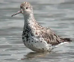 Great knot standing in water up to its belly