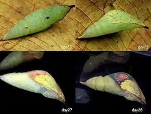 Pupa