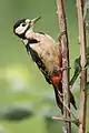 Great spotted woodpecker