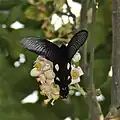 B. d. dasarada at Samsing in Darjeeling district of West Bengal, India