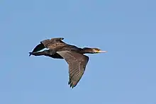 Above Farmoor Reservoir, Oxfordshire