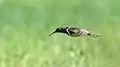 Female in flight – Manjira Wildlife Sanctuary, Telangana, India