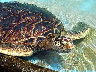 Green sea turtle