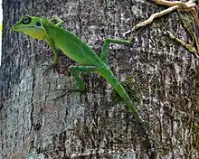 Green crested lizard