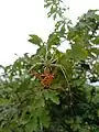 Green Lynx Spider vs Yellow paper wasp in West Bengal, India.