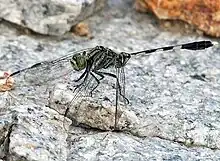 Orthetrum sabina