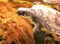 Green sea turtle swimming in snorkel lagoon at Cayman Turtle Centre