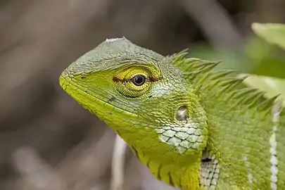 head of juvenile